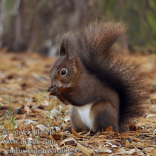 Sciurus vulgaris ba0024