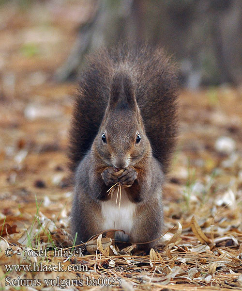 Sciurus vulgaris ba0025