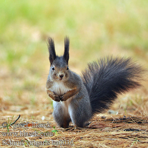 歐亞紅松鼠 Sciurus vulgaris Eurasian Red squirrel Almindeligt