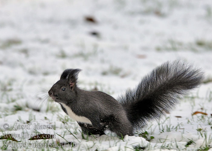 Eurasian Red squirrel Almindeligt Egern Orava Ecureuil roux