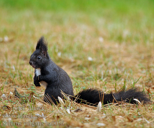 Sciurus vulgaris ba0056