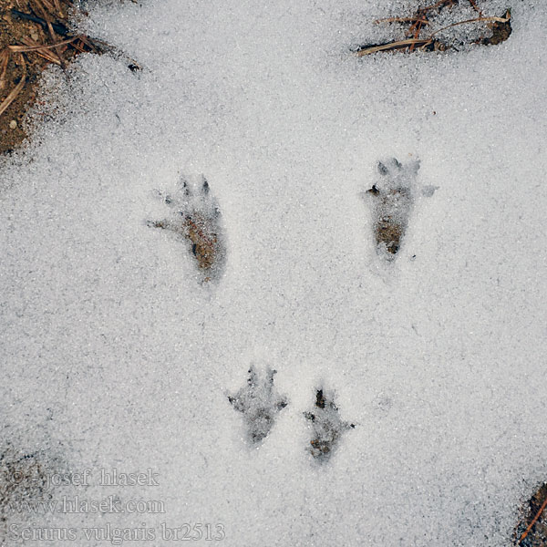 Sciurus vulgaris Scoiattolo rosso Eichhörnchen Wiewiórka ruda