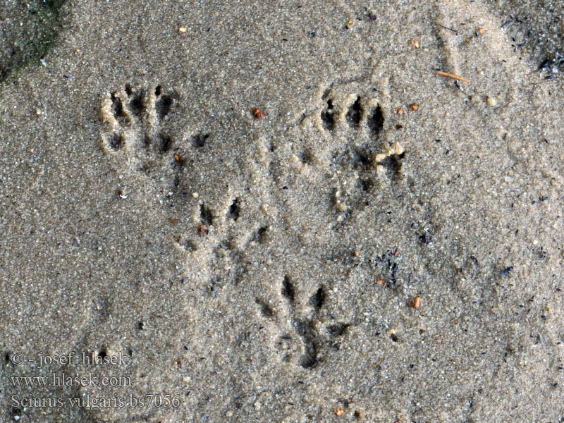 Sciurus vulgaris Ecureuil roux Rode eekhoorn Veverka obecná