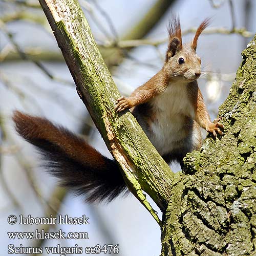 Sciurus vulgaris ee3476