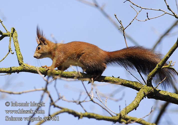 Sciurus vulgaris ee3481