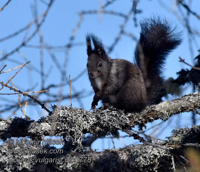 Eurasian Red squirrel Sciurus vulgaris