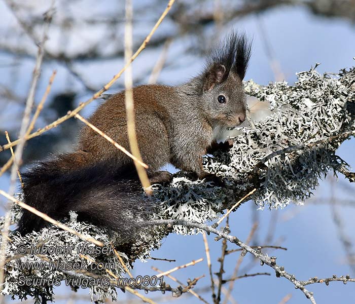 Almindeligt Egern Sciurus vulgaris