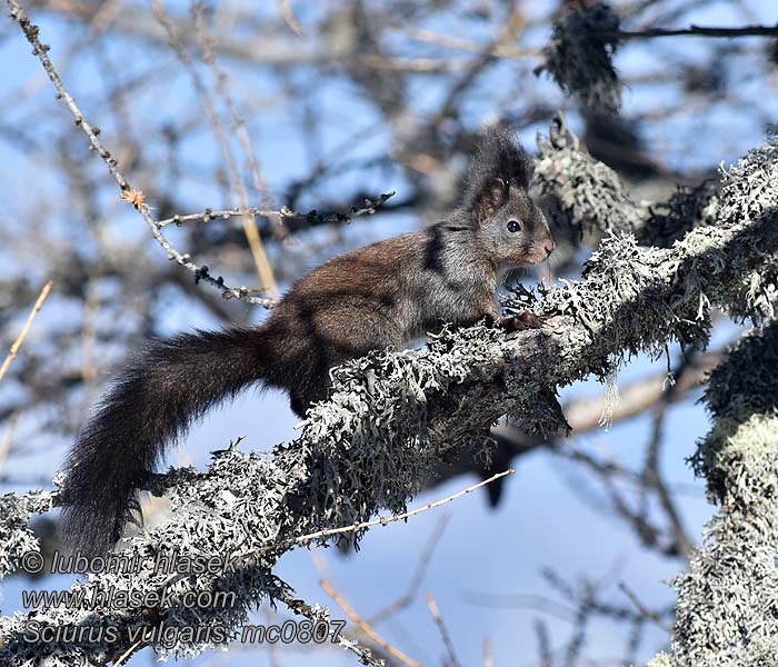 Orava Sciurus vulgaris