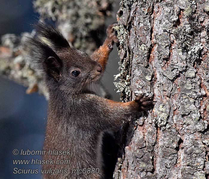 Ecureuil roux Sciurus vulgaris