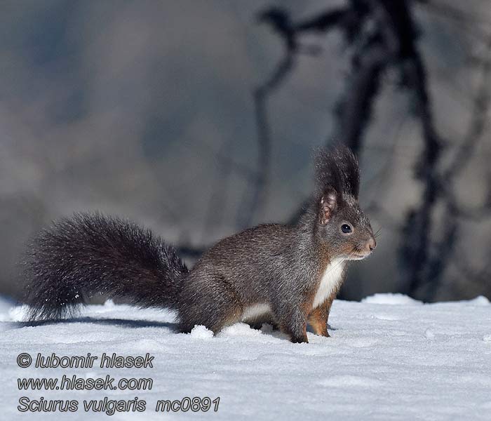 Rode eekhoorn Sciurus vulgaris