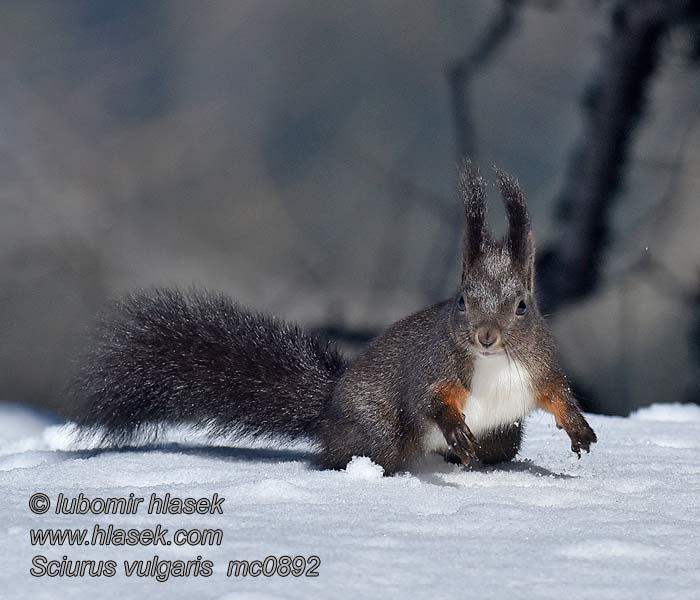 Scoiattolo rosso Sciurus vulgaris