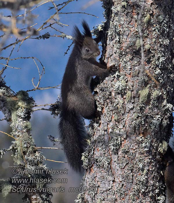 Közönséges Európai mókus erdeimókus Sciurus vulgaris