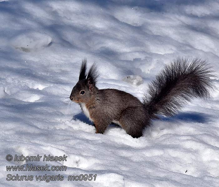 Eichhörnchen Sciurus vulgaris