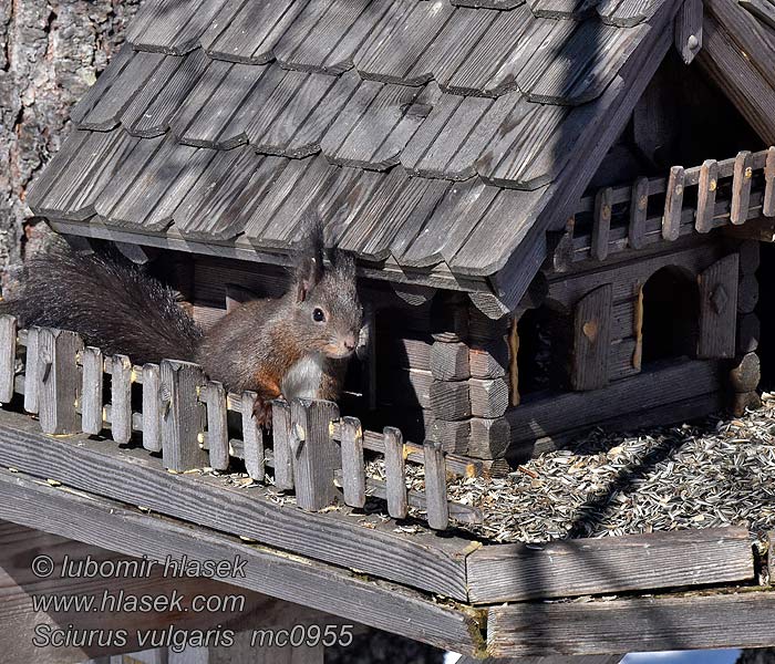 Wiewiórka ruda pospolita Sciurus vulgaris