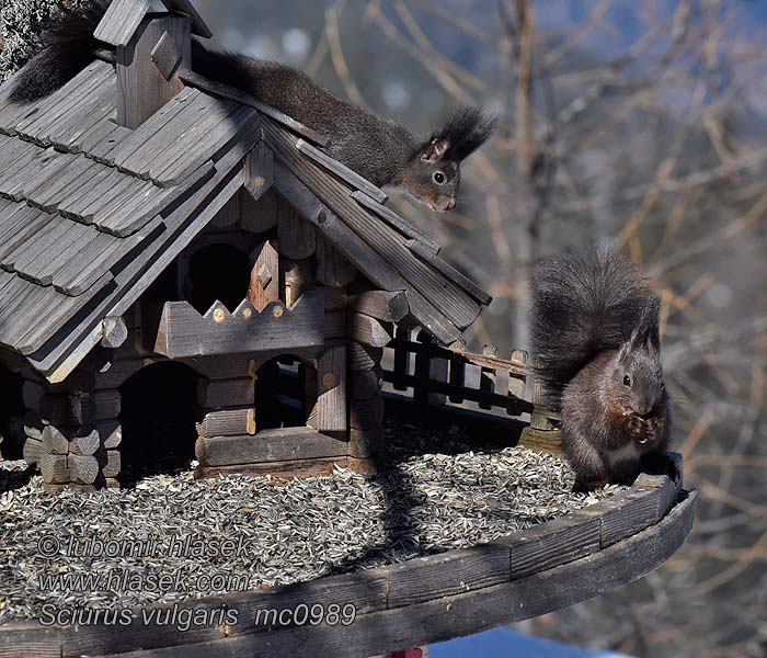 Veverica stromová obyčajná Sciurus vulgaris