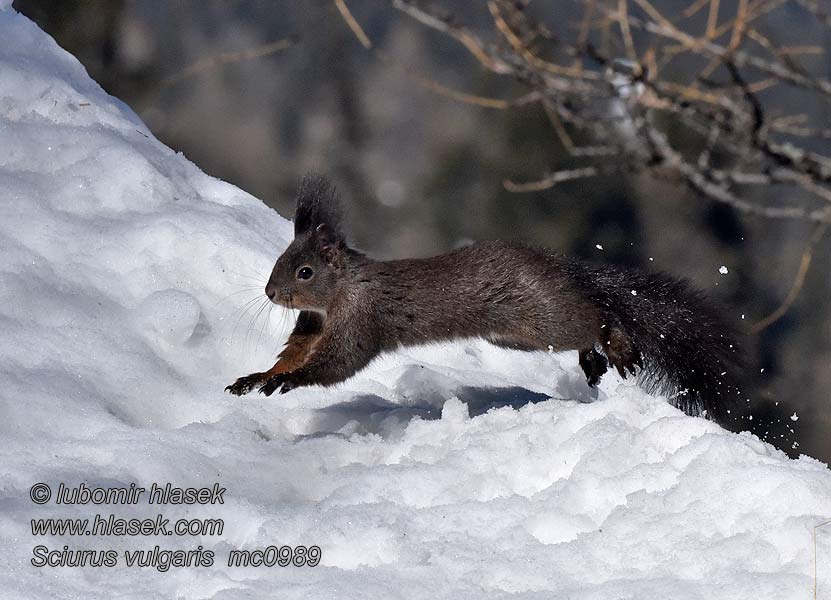 Veverka obecná Sciurus vulgaris