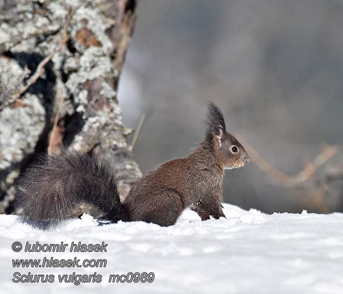 Ardilla común Sciurus vulgaris