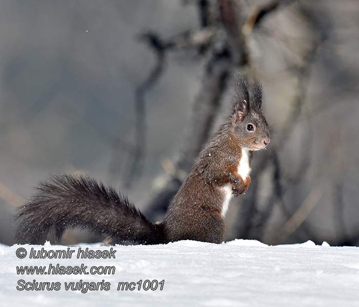 Sciurus_vulgaris_mc1001