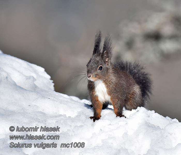 Обыкновенная белка Sciurus vulgaris