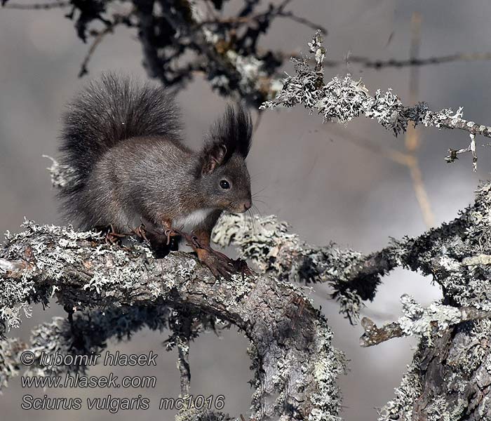 Oachkatzl Sciurus vulgaris