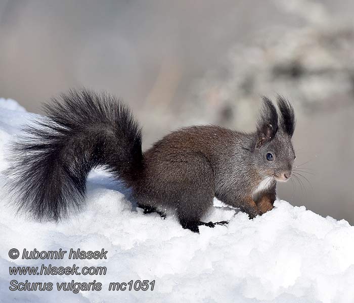 Обикновена катерица Sciurus vulgaris