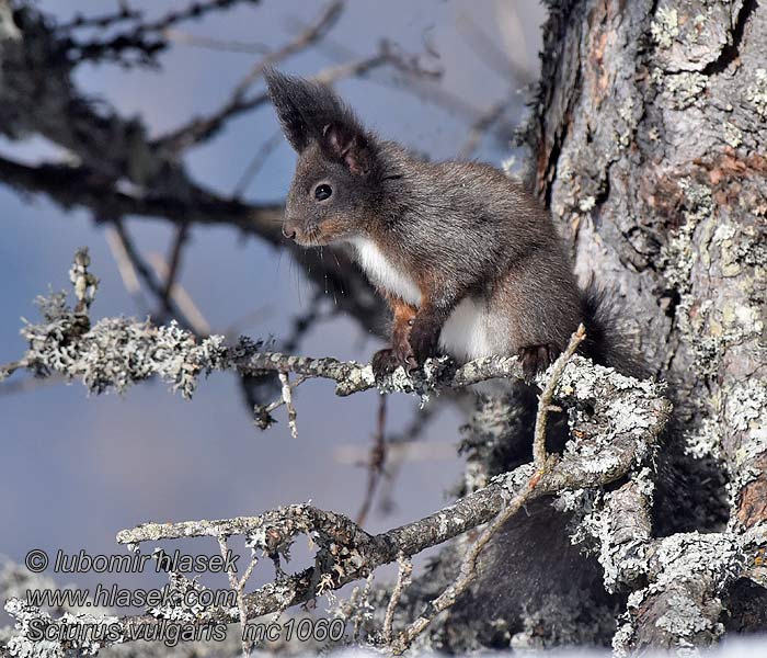 Esquirol Пакша Sciurus vulgaris