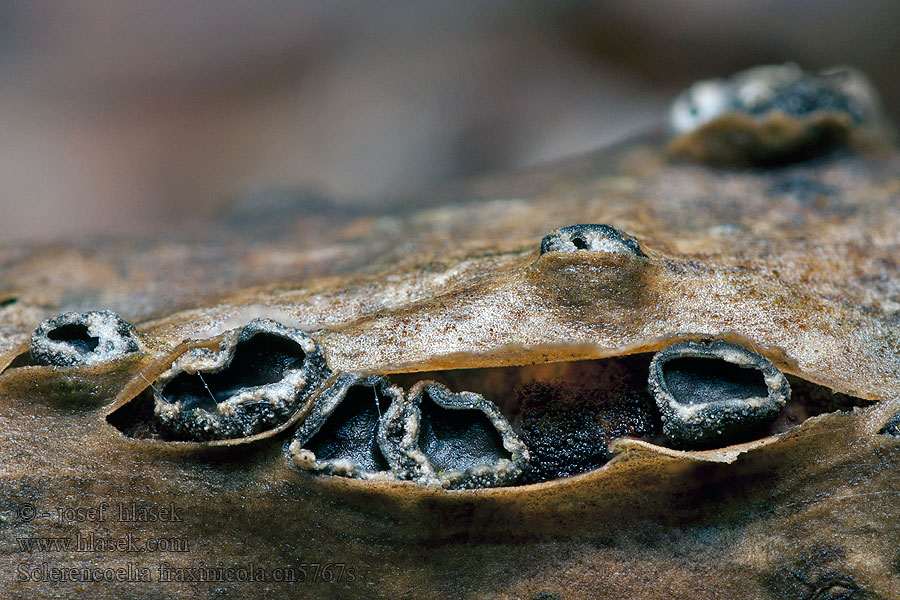 Sclerencoelia fraxinicola Kornice jasanová