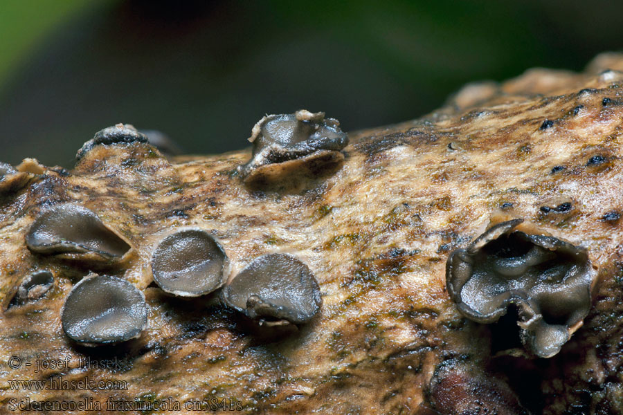 Kornice jasanová Sclerencoelia fraxinicola