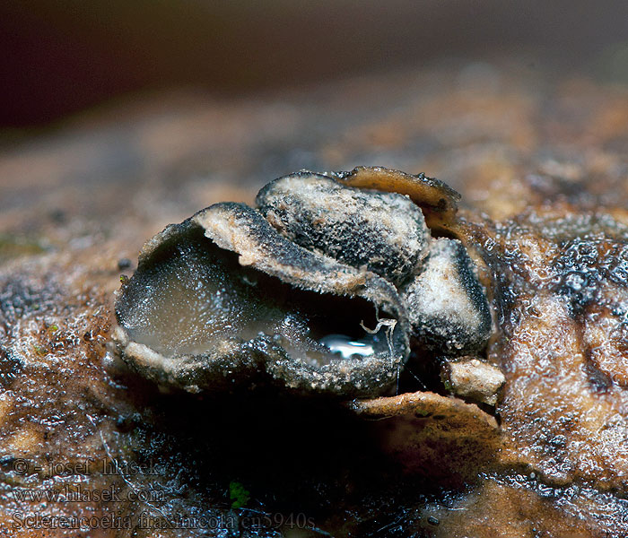Sclerencoelia fraxinicola