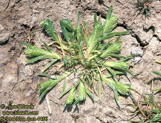 Sclerochloa dura