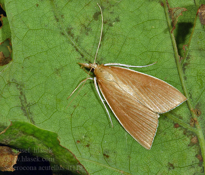 Sclerocona acutellus acutella Vijačka hrotitá Mantelmot