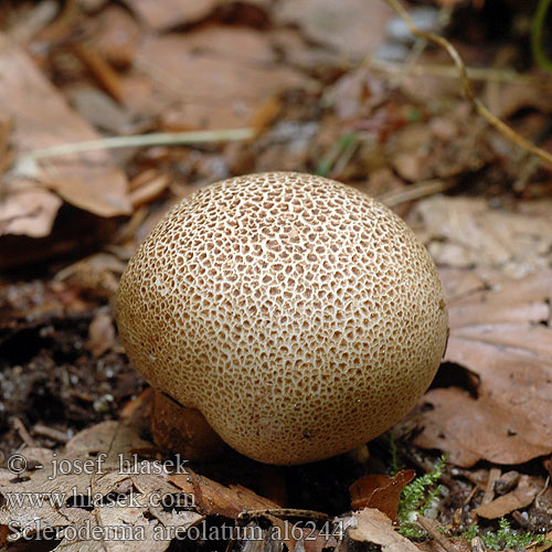 Scleroderma areolatum Pestřec jamkatý Pestrec prášnicovitý Leopard Earthball Tęgoskór lamparci Leopardenfell-Hartbovist Gefelderter Kartoffelbovist Braunwarziger Hartbovist Dünnschaliger Plettet bruskbold Scléroderme aréolé Kleine aardappelbovist ヒメカタショウロ Halvány áltrifla Rutig rottryffel