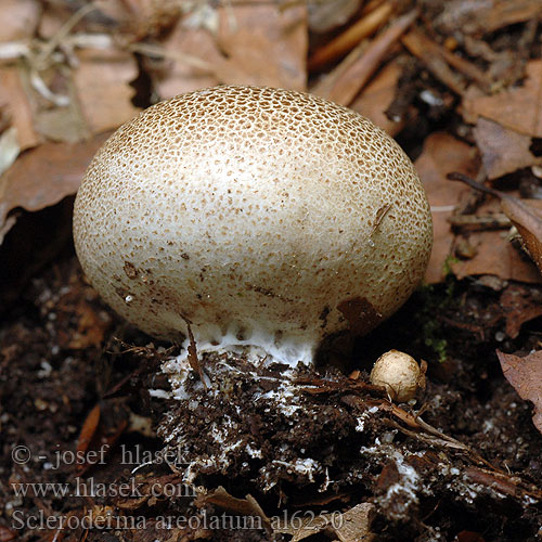 Plettet bruskbold Scléroderme aréolé Kleine aardappelbovist ヒメカタショウロ Halvány áltrifla Rutig rottryffel Scleroderma areolatum Pestřec jamkatý Pestrec prášnicovitý Leopard Earthball Tęgoskór lamparci Leopardenfell-Hartbovist Gefelderter Kartoffelbovist Braunwarziger Hartbovist Dünnschaliger