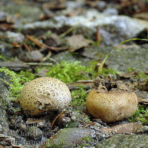 ヒメカタショウロ Halvány áltrifla Rutig rottryffel Scleroderma areolatum Pestřec jamkatý Pestrec prášnicovitý Leopard Earthball Tęgoskór lamparci Leopardenfell-Hartbovist Gefelderter Kartoffelbovist Braunwarziger Hartbovist Dünnschaliger Plettet bruskbold Scléroderme aréolé Kleine aardappelbovist