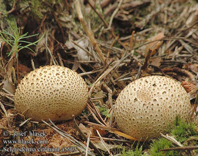 Scleroderma citrinum UK: Common Earthball DK: Almindelig bruskbold FI: nystymukulakuukunen FR: scléroderme vulgaire NL: Gele aardappelbovist HU: Rőt áltrifla DE: Dickschaliger Kartoffelbovist PL: tęgoskór pospolity SK: pestrec obyčajný CZ: pestřec obecný SE: Rottryffel SYN: aurantiacum aurantium vulgare NO: Vanlig potetroyksopp