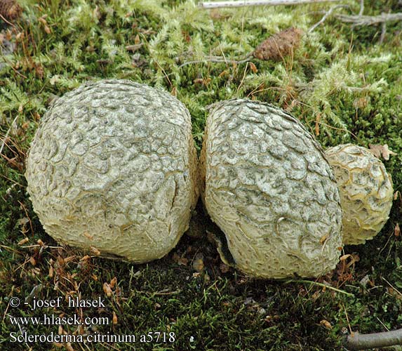 Scleroderma citrinum UK: Common Earthball DK: Almindelig bruskbold FI: nystymukulakuukunen FR: scléroderme vulgaire NL: Gele aardappelbovist HU: Rőt áltrifla DE: Dickschaliger Kartoffelbovist PL: tęgoskór pospolity SK: pestrec obyčajný CZ: pestřec obecný SE: Rottryffel SYN: aurantiacum aurantium vulgare NO: Vanlig potetroyksopp