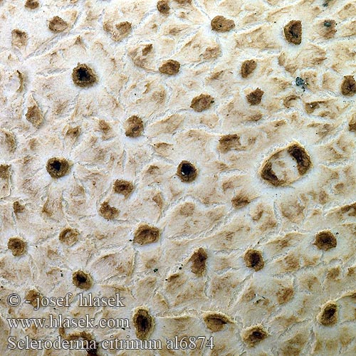 Scleroderma citrinum al6874