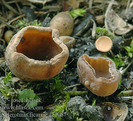 Sclerotinia ficariae Hlízenka orsejová