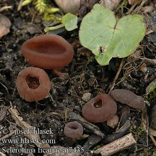 Sclerotinia ficariae Hlízenka orsejová