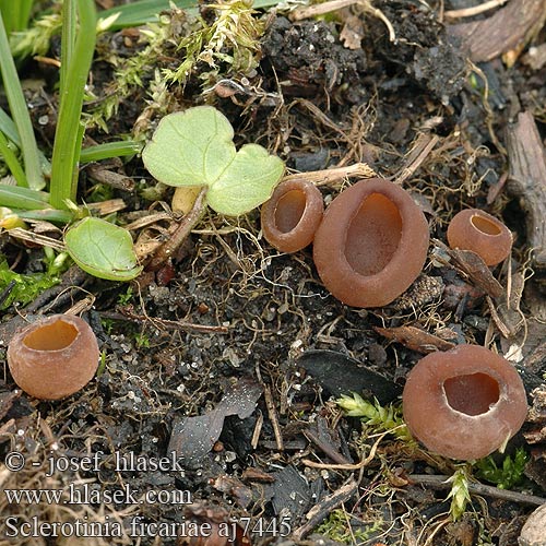 Hlízenka orsejová Sclerotinia ficariae