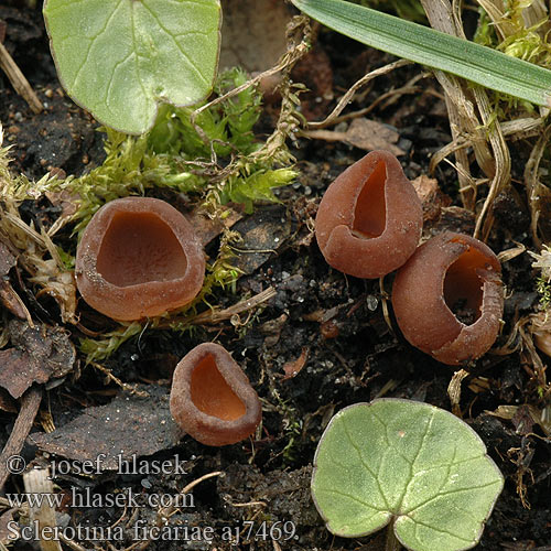 Hlízenka orsejová Sclerotinia ficariae