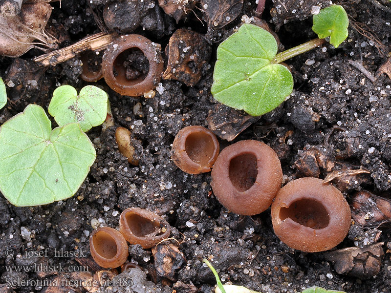 Sclerotinia ficariae