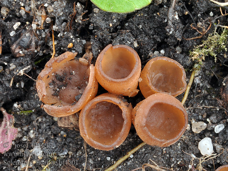 Sclerotinia ficariae