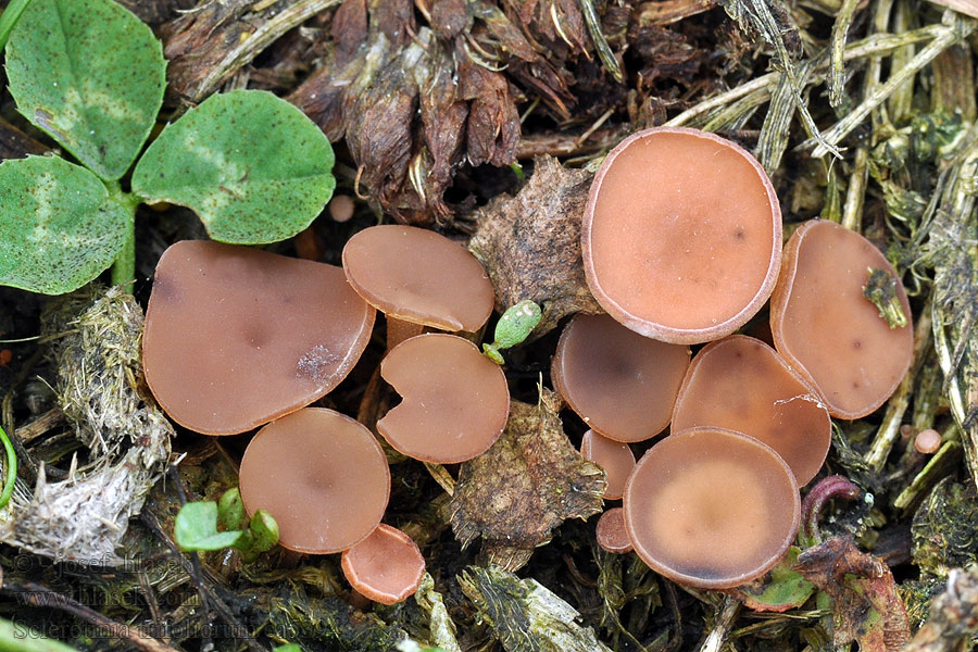 Sclerotinia trifoliorum Hlízenka jetelová