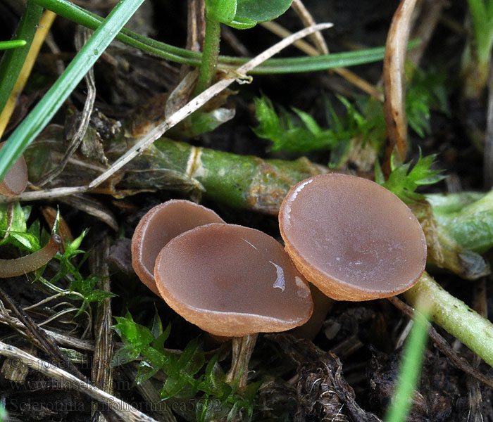 Hlízenka jetelová Sclerotinia trifoliorum