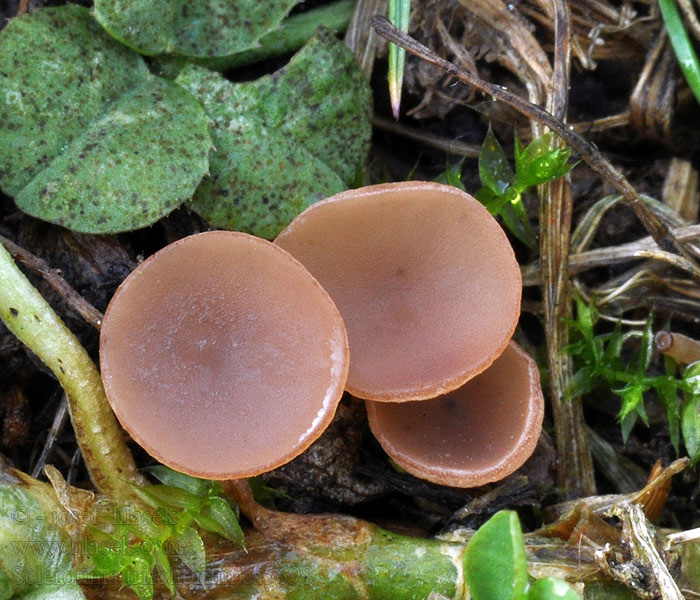 Kleekrebs Sclerotinia trifoliorum