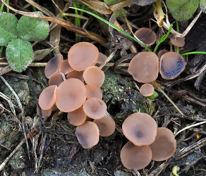 Klaverknolkelkje Sclerotinia trifoliorum