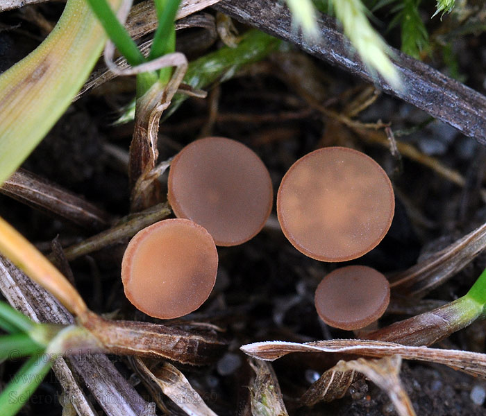 Rak koniczynowy Sclerotinia trifoliorum