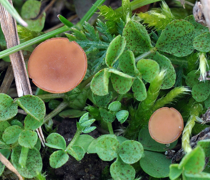 Hľuznatka ďatelinová Sclerotinia trifoliorum