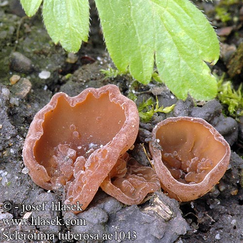 Sclerotinia tuberosa Hlízenka sasanková Sippskål Symrebeger Склеротиния клубневая Dumontiona Dumontinia Anemone-knoldskive vuokonpahkajuurekas Sclérotinie tubéreuse Anemonenbekerzwam Anemonenbecherling Twardnica bulwiasta Hľuznatka veternicová